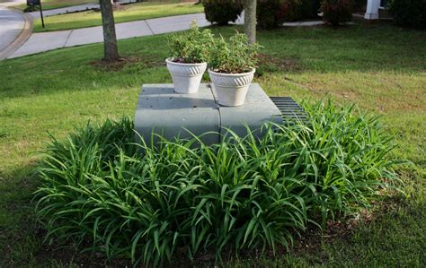 shrubs to hide electrical box|bushes to hide outdoors.